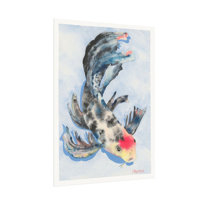Tancho Showa Koi